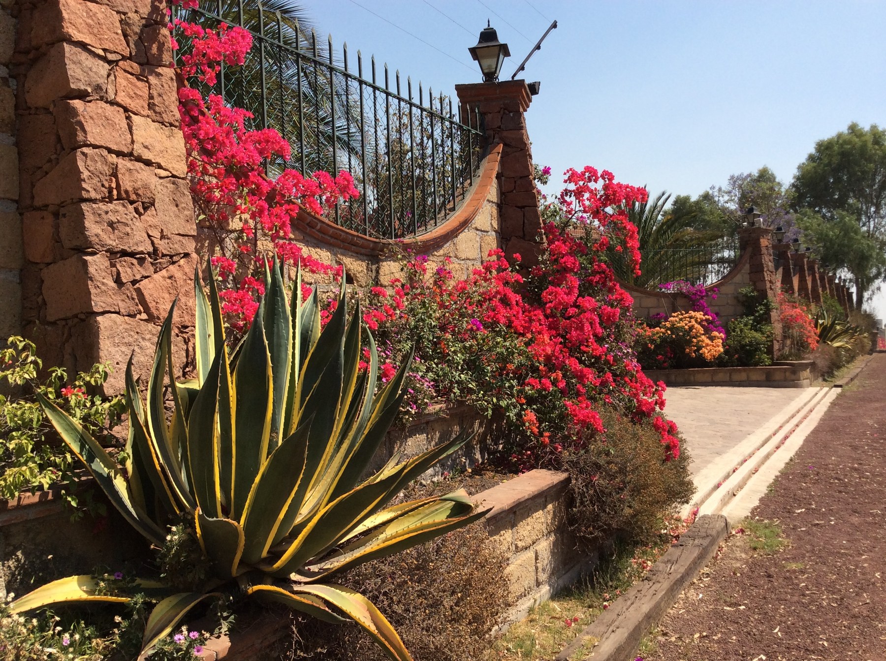 Camino junto a muro de piedra, agave y bugambilias